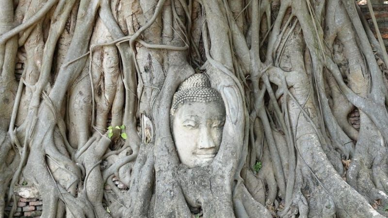 spiritual roots of diseases pdf