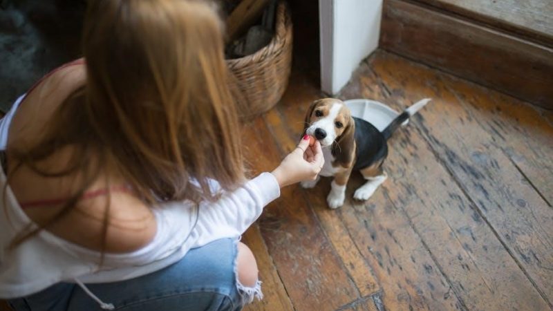 arden grange puppy feeding guide